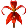 Azteca Lily